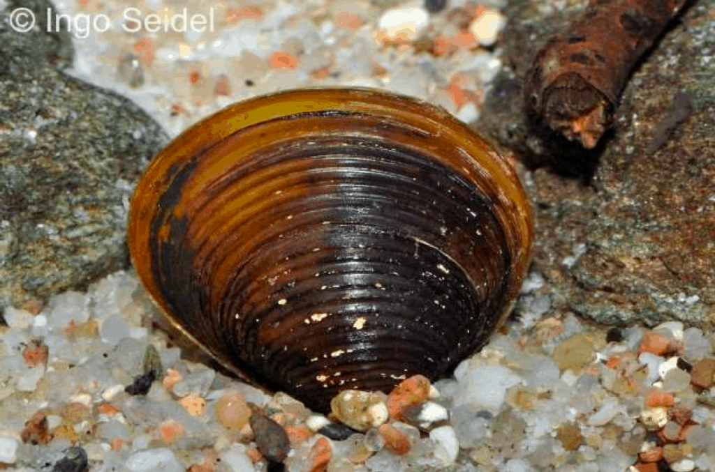 Schwarze Rillen-Süßwassermuschel (Corbicula sp.)