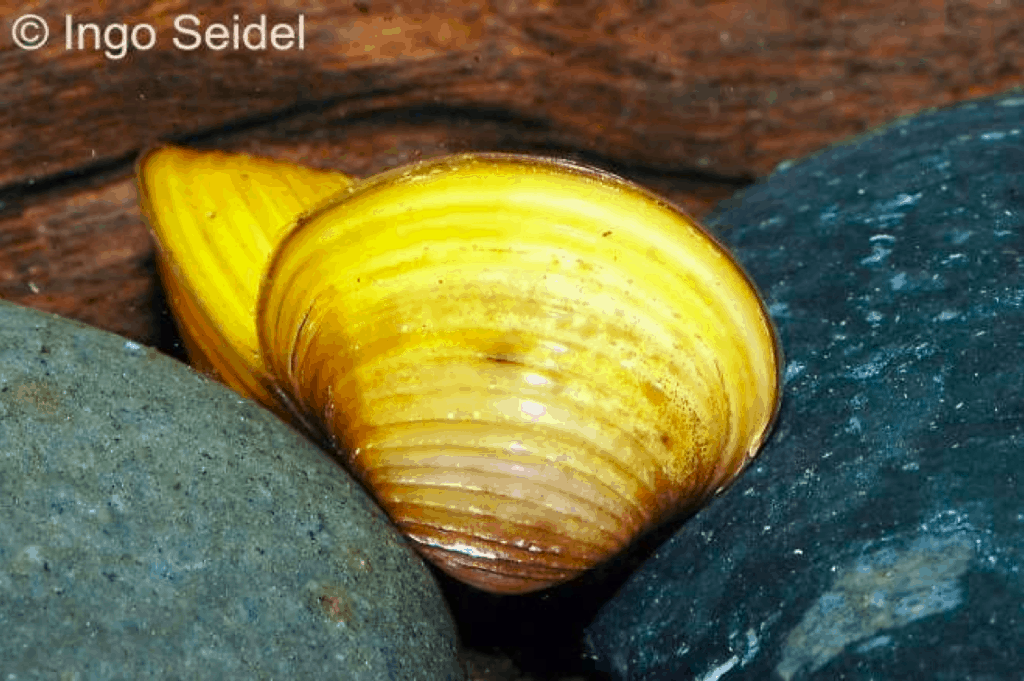 Goldene Rillen-Süßwassermuschel (Corbicula javanicus)