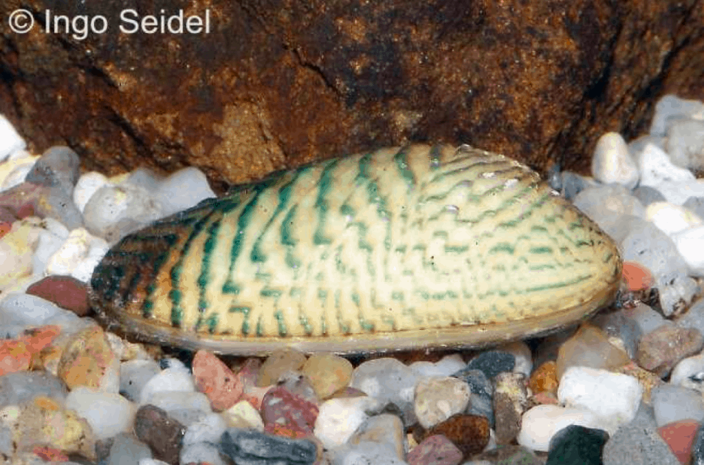 Zickzack-Süßwassermuschel (Scabies crispata)