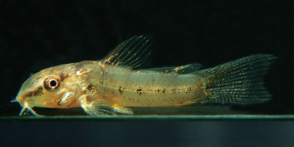 Zwei Wochen alter Jungfisch von Corydoras sp. CW09, Foto: I. Seidel