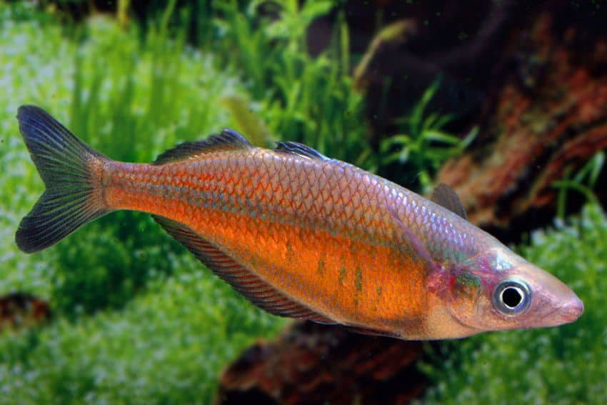 Chilatherina Sentaniensis Regenbogenfisch My fish Aus Freude An Chilatherina Sentaniensis Regenbogenfisch My fish Aus Freude An