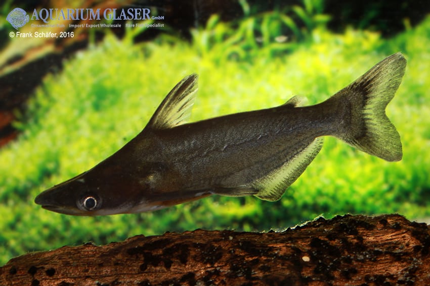 Ageneiosus atronasus - Peru-Delphinwels 3