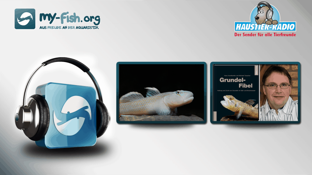 my-fish Radio: Grundeln, eine Bereicherung für das Aquarium (Michael Taxacher)