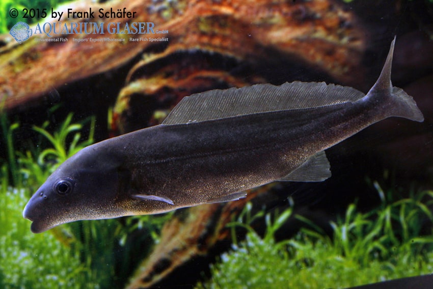 Mormyrus rume proboscirostris - Kongo-Tapirrüsselfisch 3