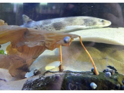 Wie im Vordergrund auf dem Stein zu sehen ist, haben die beiden neuen Katzenhaie im Aquarium des Nationalpark-Hauses in Dorum-Neufeld ihre Eier abgelegt. Jetzt warten die Mitarbeiter um Biologin Waltraud Menger auf Hainachwuchs. Foto Ulich
