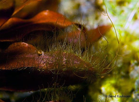 Dieses Bild zeigt die sattsam bekannte Wuchsform der Bartalge Compsopogon. Foto: Kaufmann