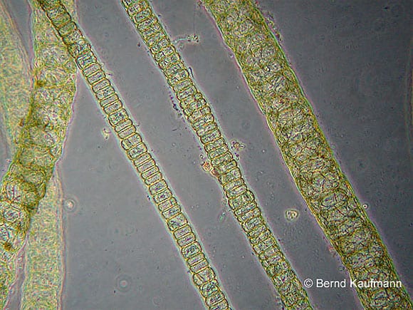 Mikroskopisch betrachtet ist Compsopogon sp. unverwechselbar. Im Aquarium kann es jedoch leicht zu Verwechslungen kommen. Foto: Kaufmann