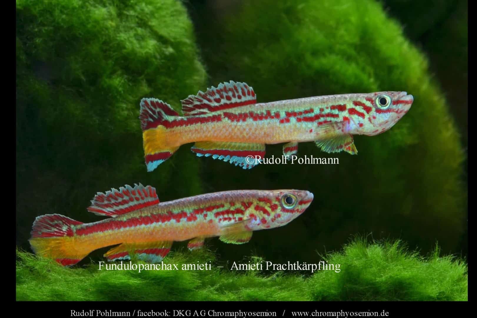 Amiets Prachtkärpfling, Amiet-Killifisch, Amiet's Lyraschwanz