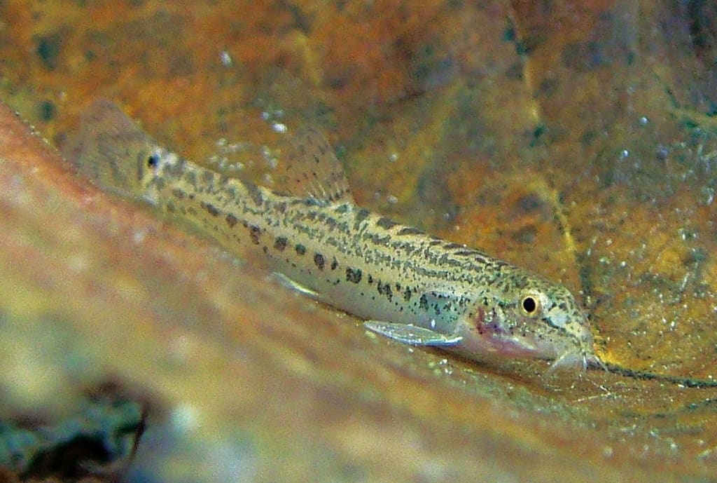 Lepidocephalichthys thermalis