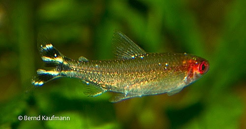 Rotkopfsalmler sind sehr häufig die ersten Fische, die an Ichthyo-Infektionen leiden. Gerade sie sind aber auch sehr empfindlich bei der Chemotherapie. Foto: Kaufmann