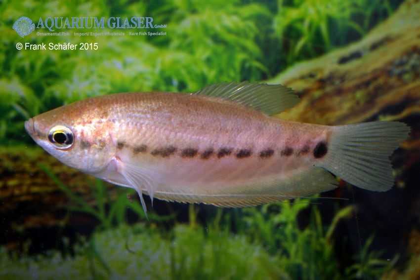 Trichogaster pectoralis - Schlangenhaut Fadenfisch 1
