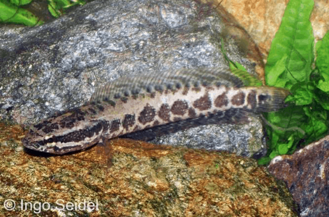 Parachanna obscura - Schlangenkopffisch 1