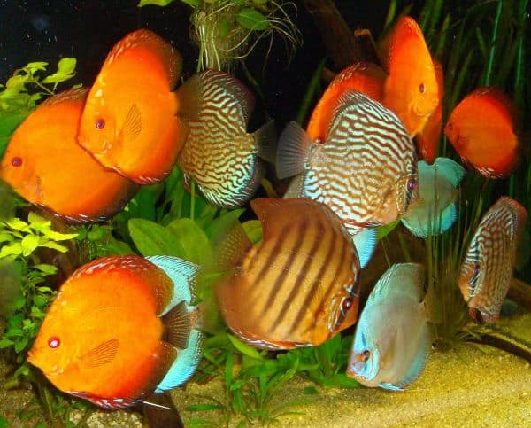 Foto: FLH. - Diskusfische sollten in Gruppen von mindestens sechs bis acht Exemplaren gehalten werden. 