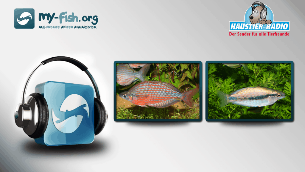 my-fish Radio: Regenbogenfische – von der anderen Seite der Welt (Harro Hieronimus)