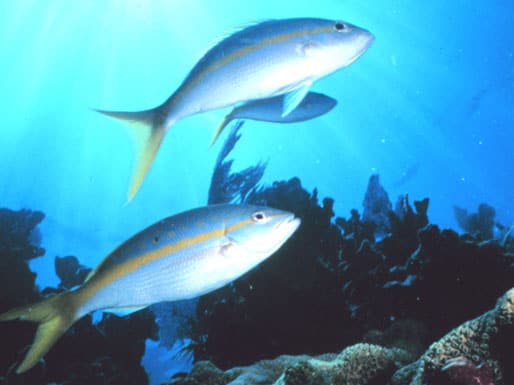 Fische im Korallenriff vor den Florida Keys: Korallen drohen durch CO2 abzusterben (Bild: NOAA) 