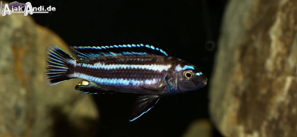 Melanochromis johannii - Kobalt-Orange-Buntbarsch 7