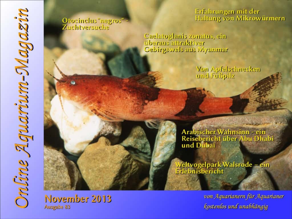 Ausgabe November des Online Aquarium-Magazin erschienen
