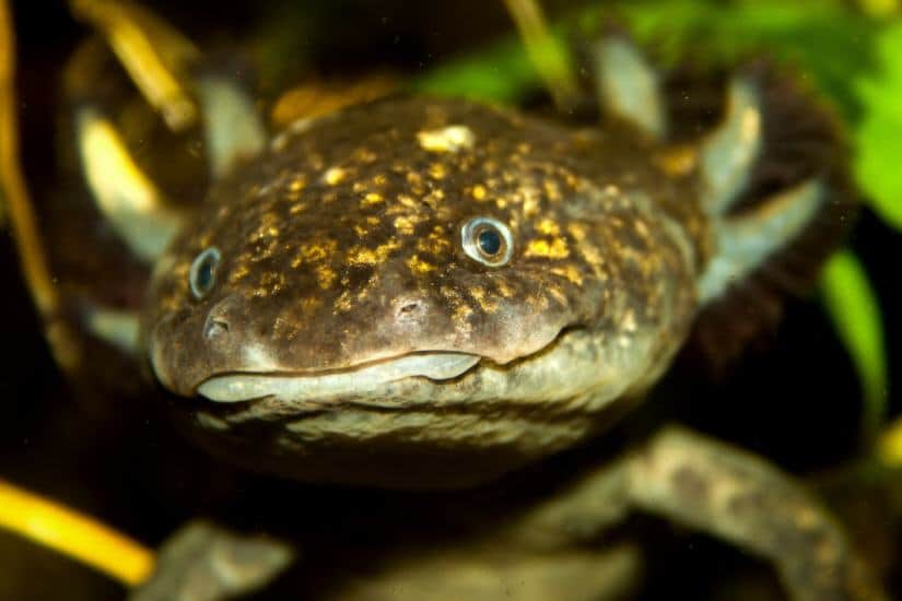 Axolotl: … und ewig grinst der Querzahnmolch