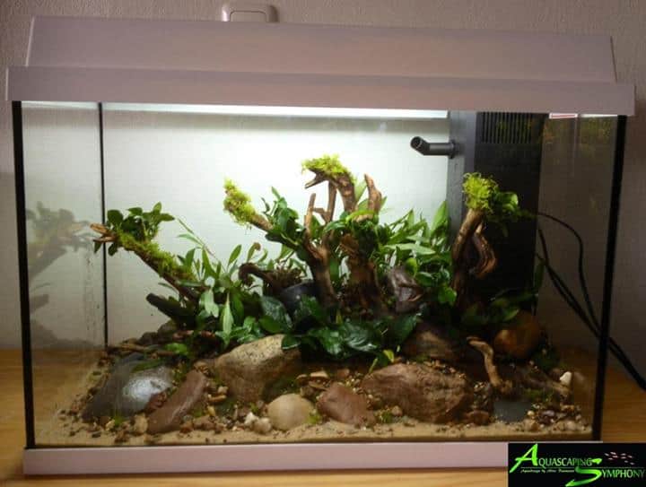 Aquascaping Tipps 8