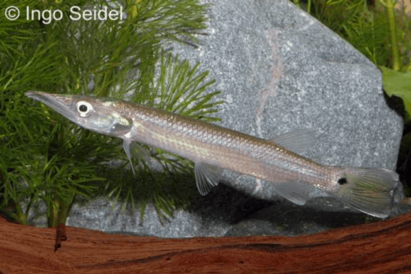 Ctenolucius Hujeta - Hujeta-Hechtsalmler - My-fish