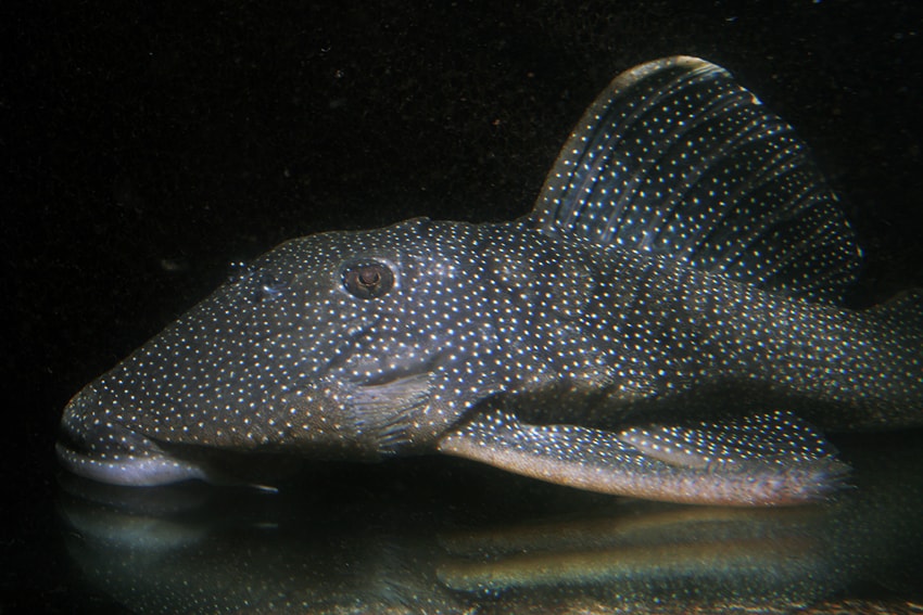 Männchen - Foto: Aquarium Glaser