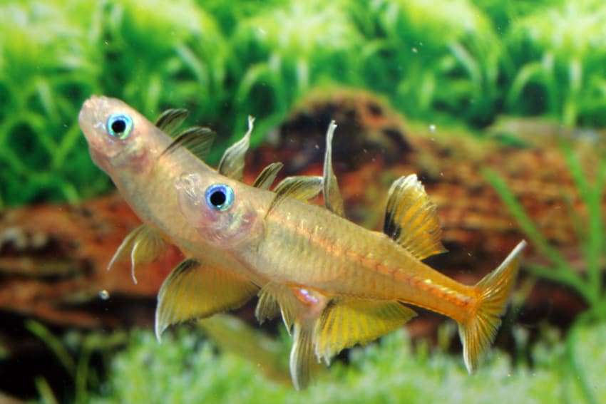 Pseudomugil signifer GAP CREEK - Regenbogenfisch 2