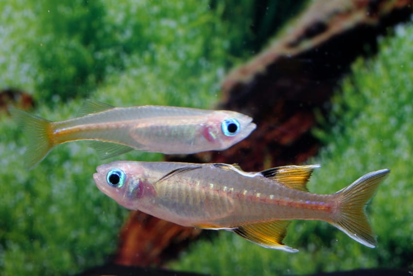 Pseudomugil signifer GAP CREEK - Regenbogenfisch 5
