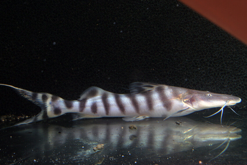 Merodontotus tigrinus 2