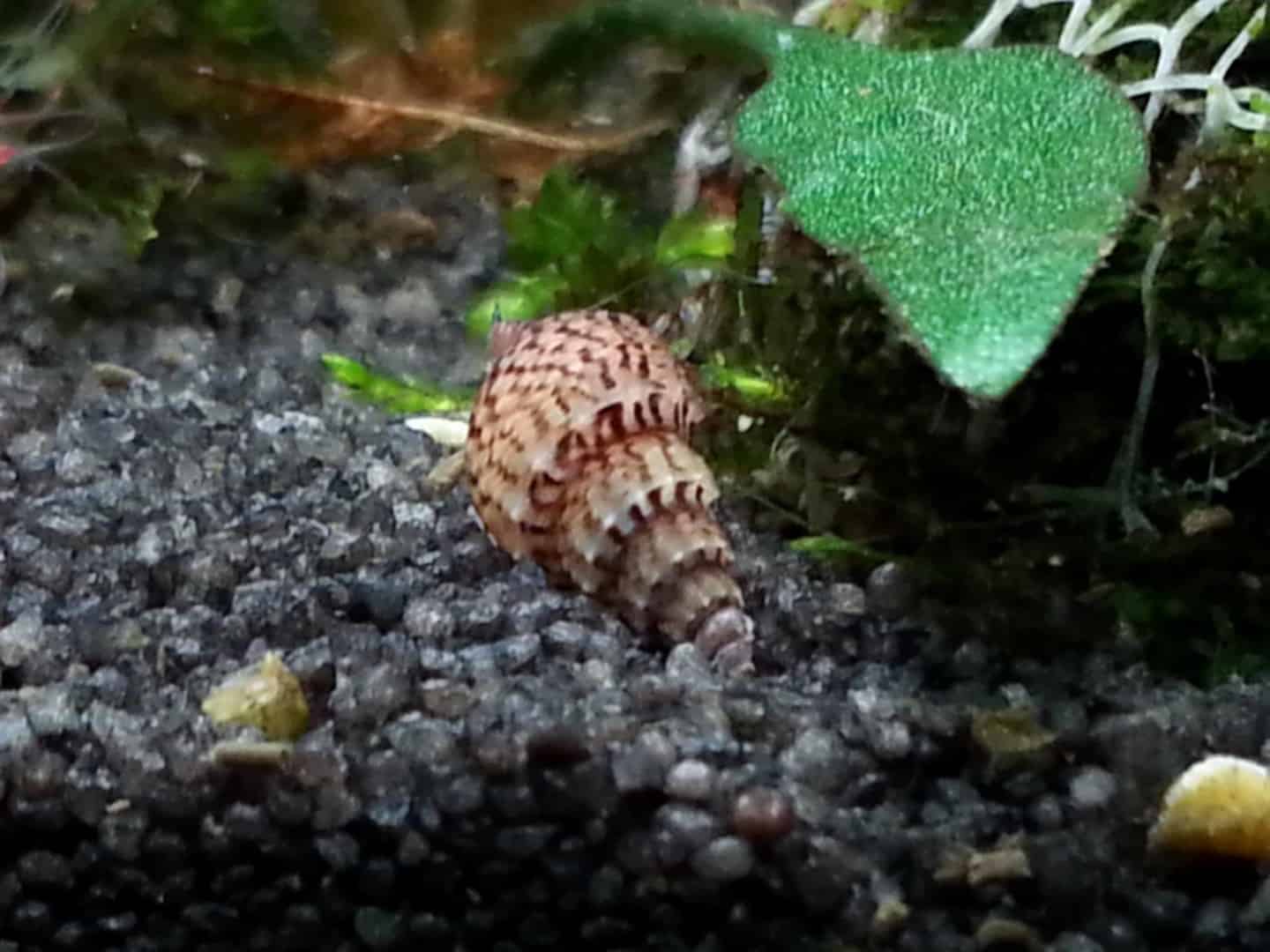 Nöppi-Turmdeckelschnecke