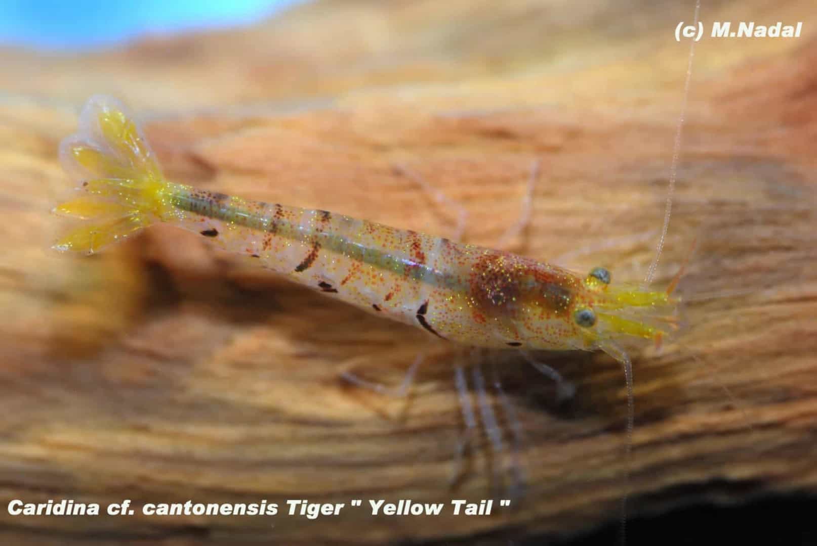 Tigergarnele
