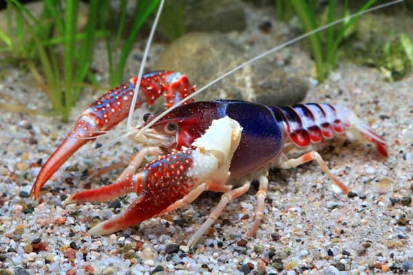 procambarus clarkii ghost