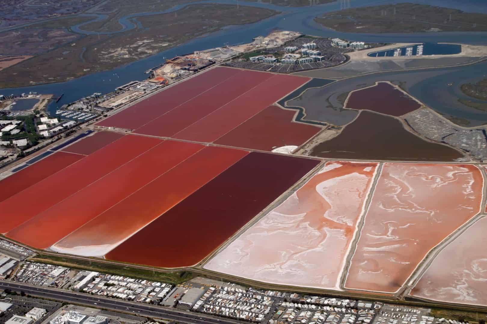 Artemia – Powerfutter für kleine Fische