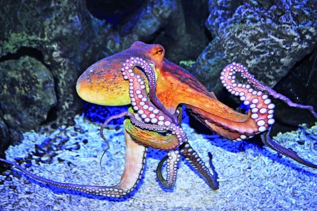 Foto: Gewöhnlicher Krake (Octopus vulgaris). Zoo am Meer 