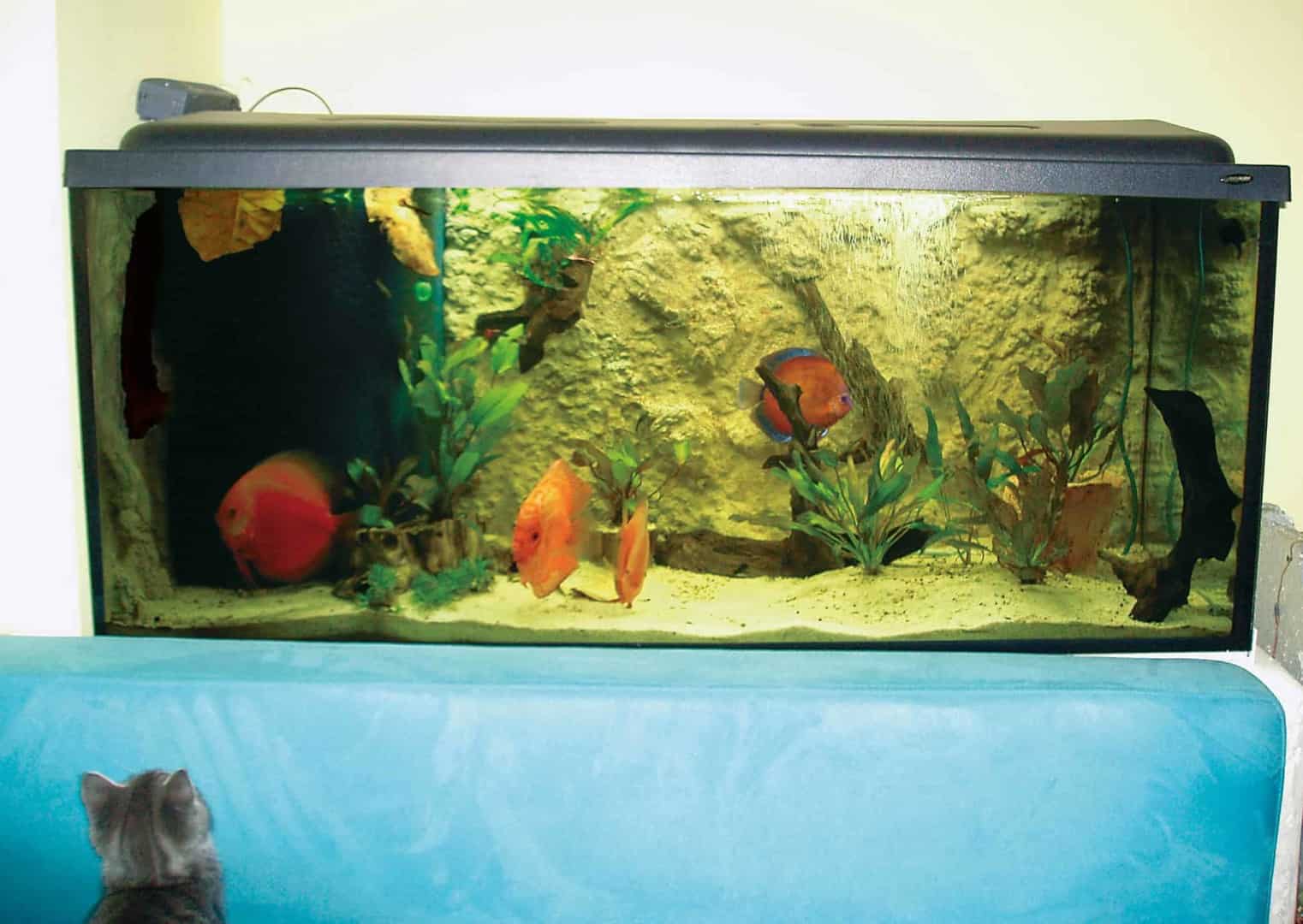 3-D Rückwand einer Uferlandschaftsunterwasser-Nachbildung