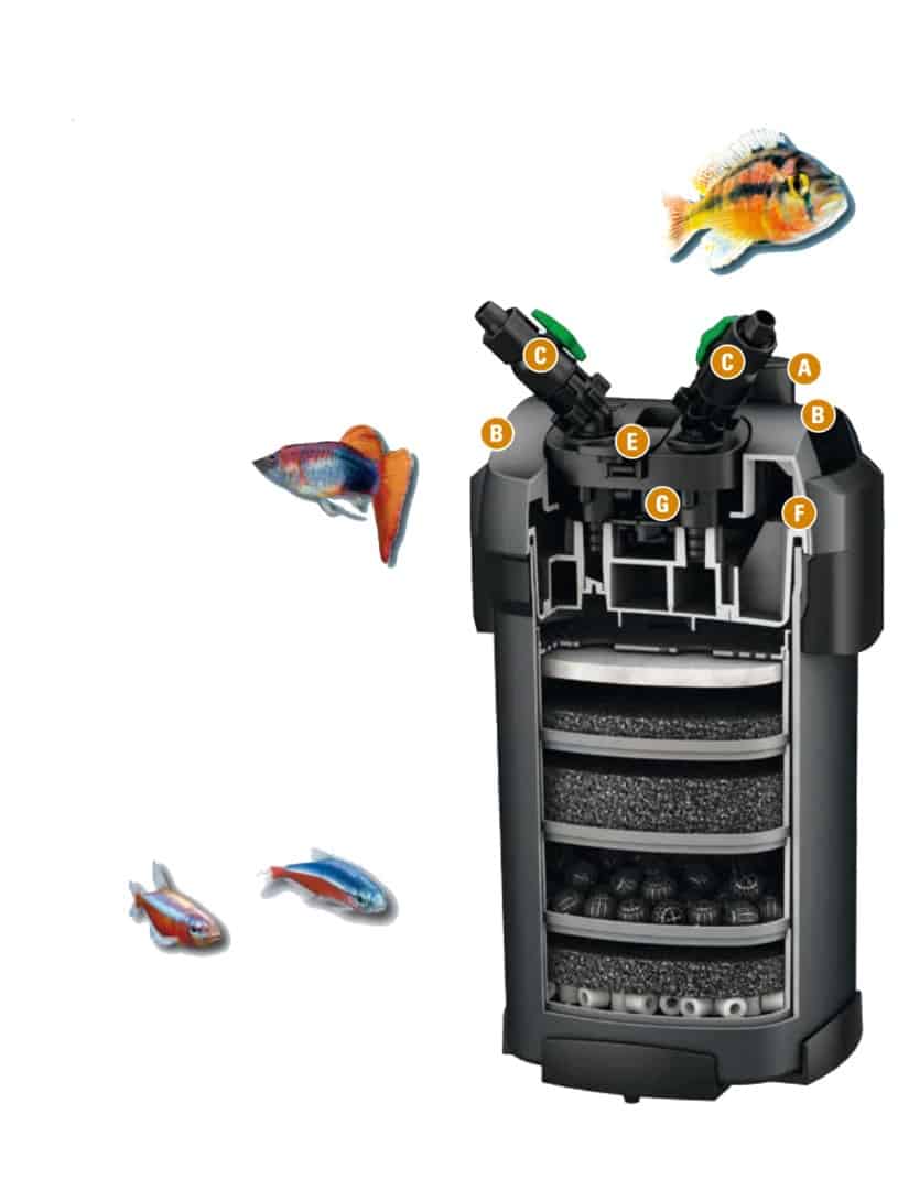 Filterung im Aquarium