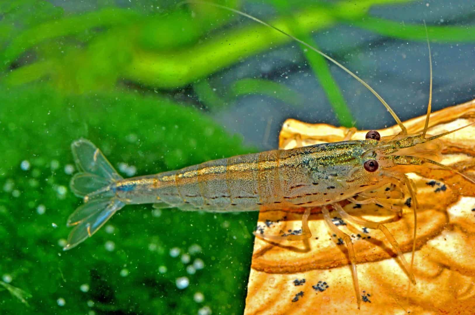 So bleibt ein Aquarium algenfrei –  Klarer Blick mit kleinen Helfern