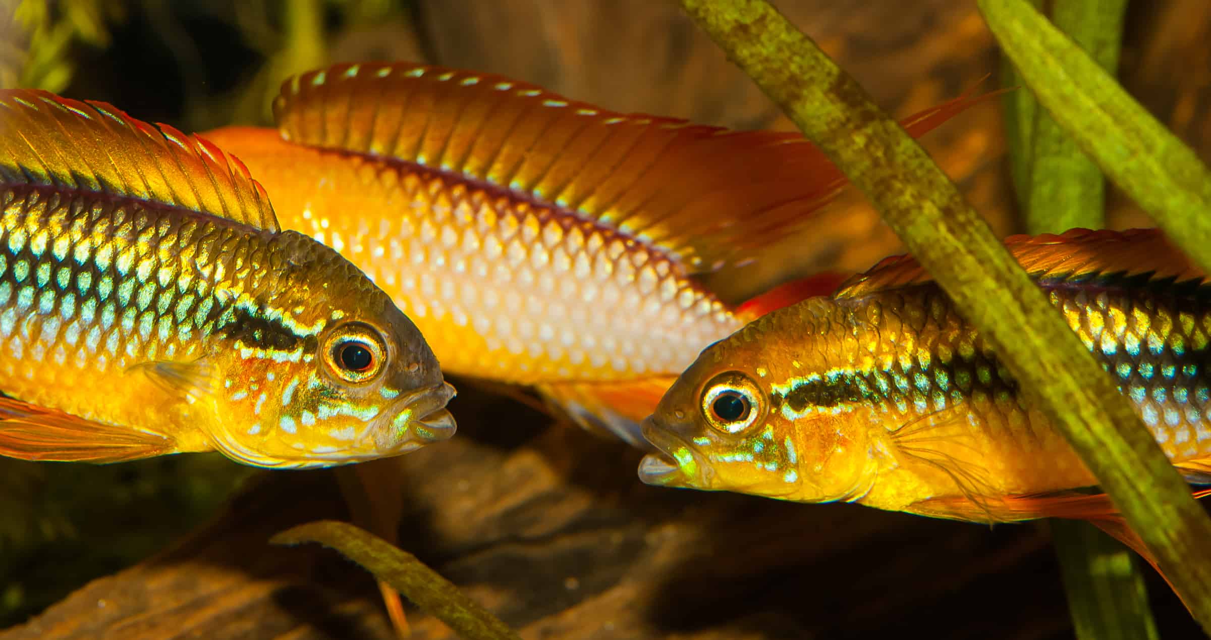 Zwergbuntbarsche - kleine Fische groß in Farbe und Verhalten!