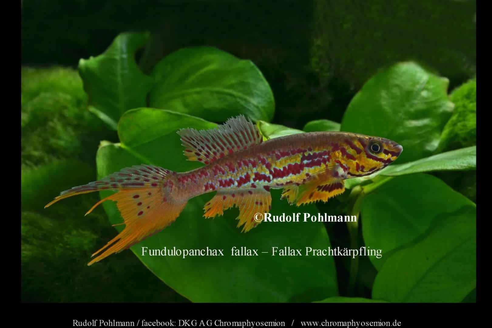 Fallax Prachtkärpfling