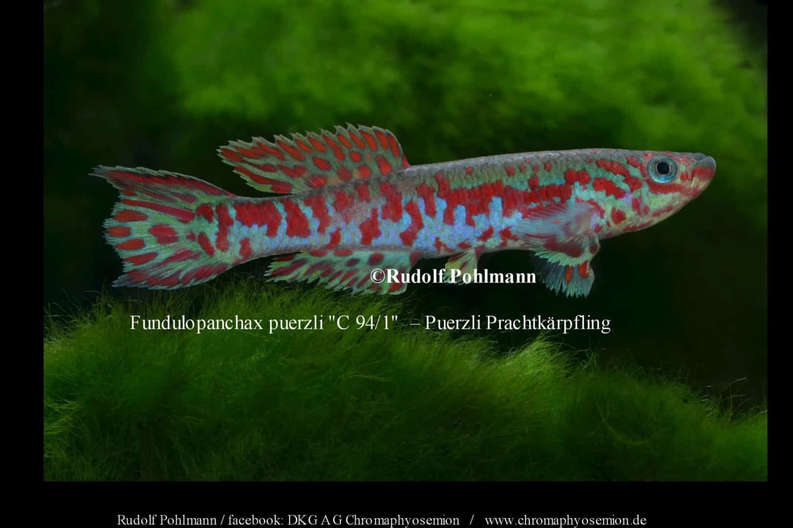 Pürzlis Prachtkärpfling