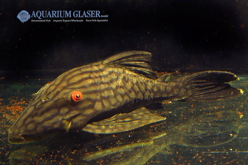 Quelle: Aquarium Glaser