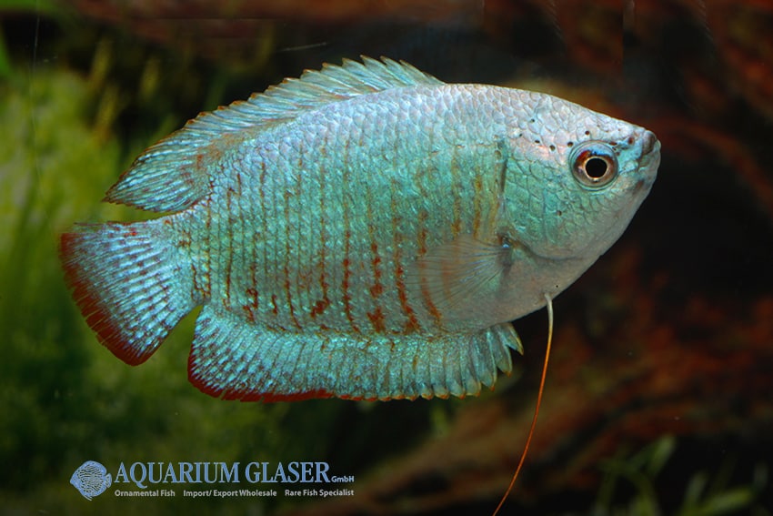 Männchen - Quelle: Aquarium Glaser