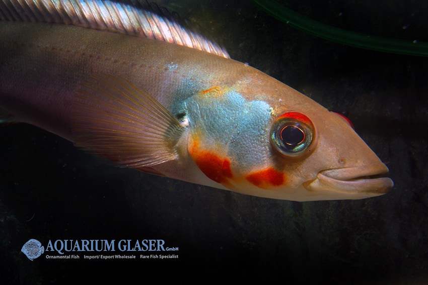 Weibchen - Quelle: Aquarium Glaser