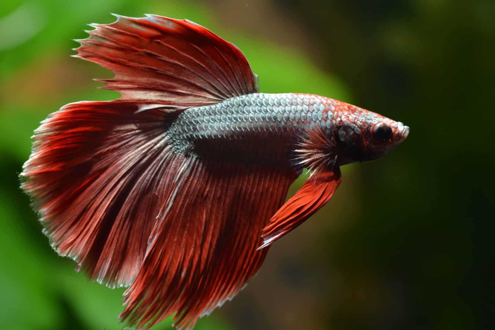 DSC 0090 e1502825208324 Männlicher Kampffisch mit langen, leuchtend roten Flossen vor grünem Hintergrund, ein auffälliger Aquarienbewohner.