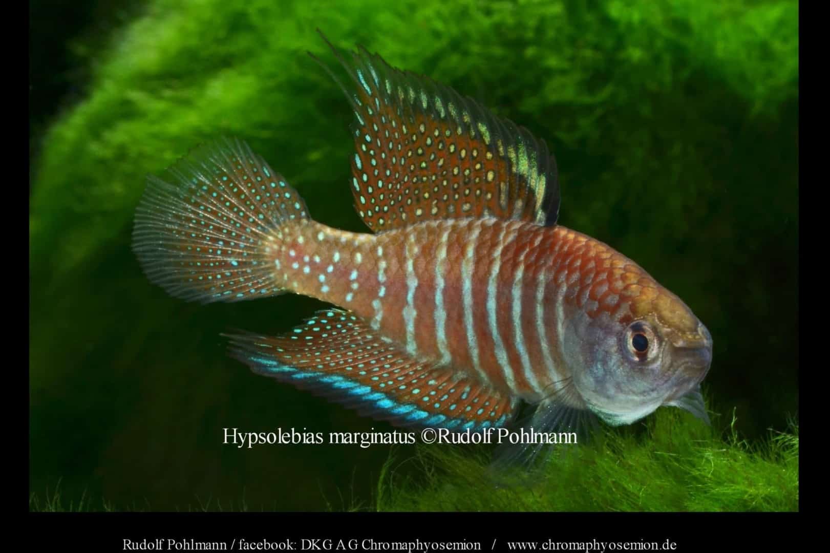 Marginatus Fächerfisch