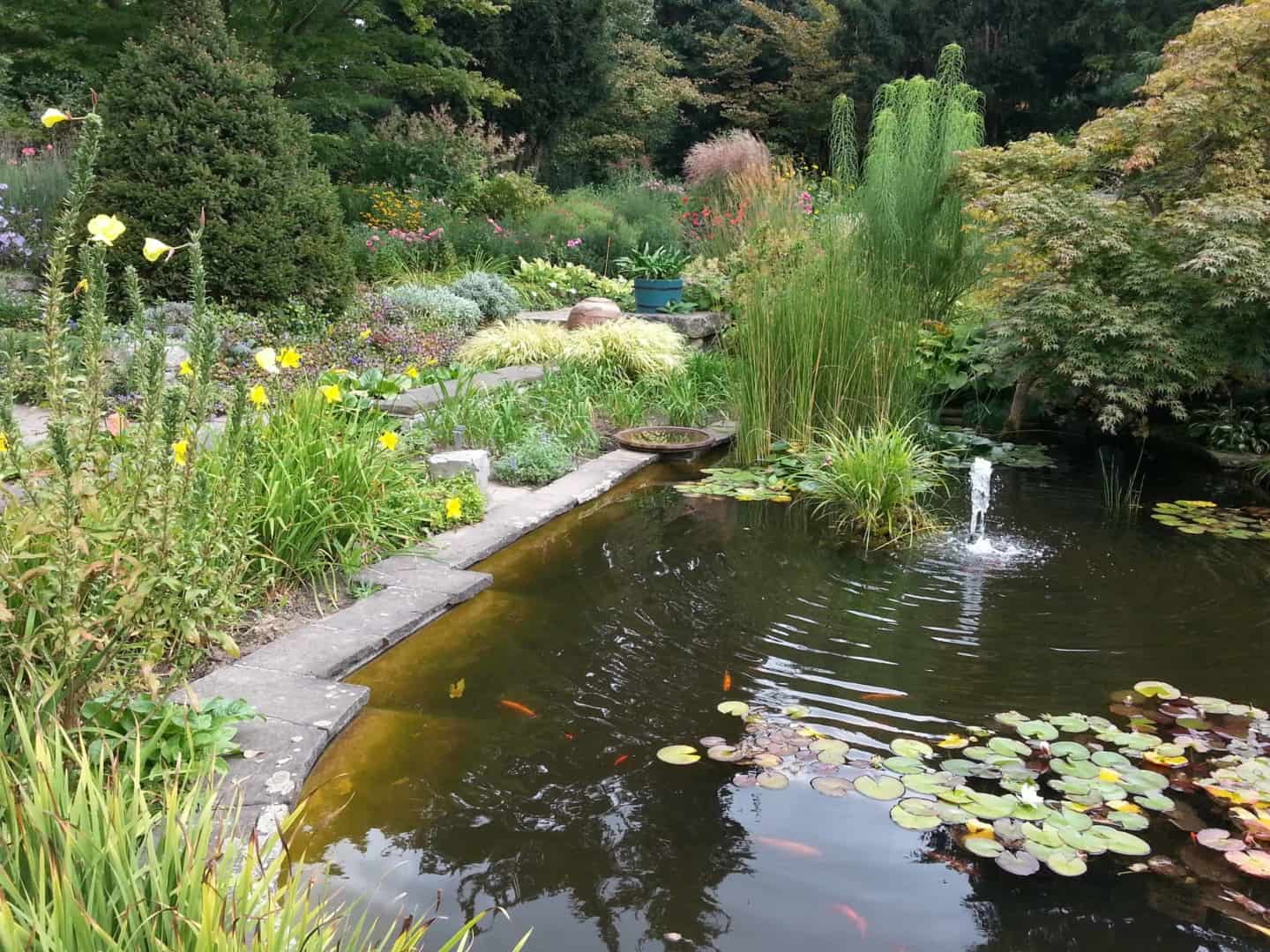 Gartenteichfische im Herbst und Winter: Muss man sie füttern oder nicht?