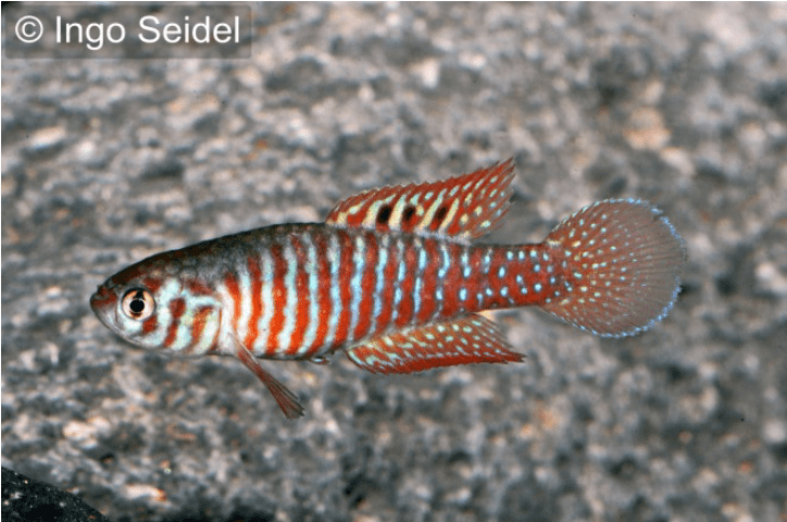 Simpsonichthys santanae - Santana Kleiner Fächerkärpfling 1