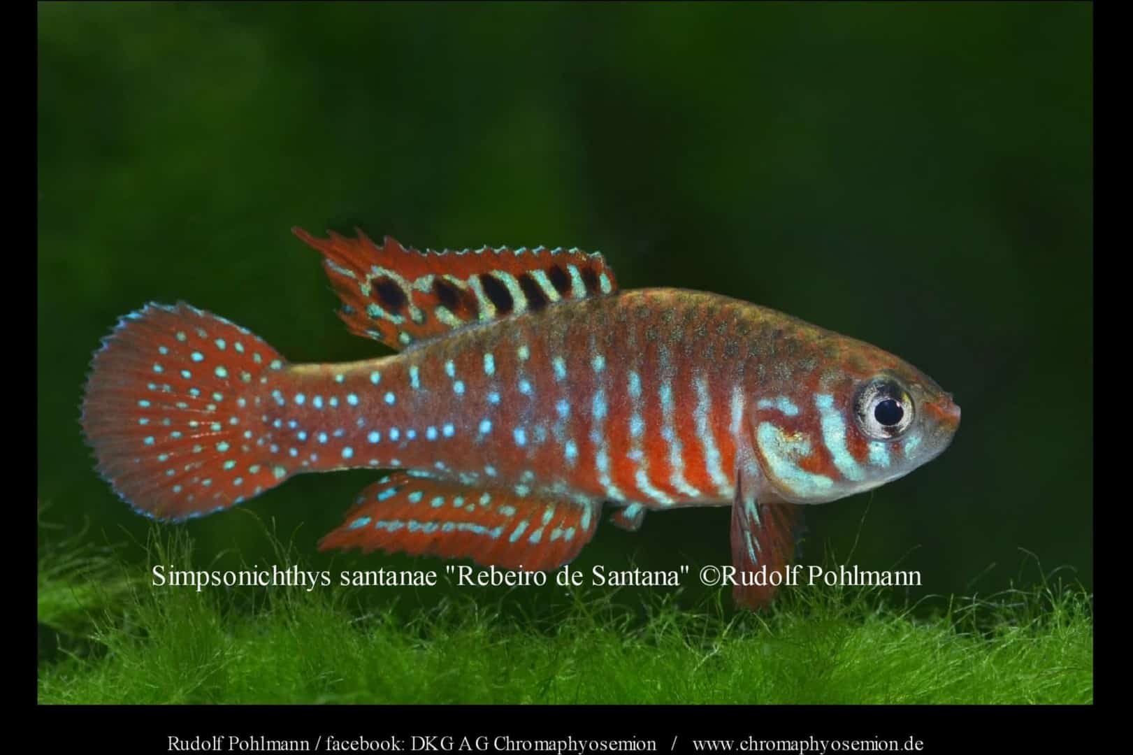 Simpsonichthys santanae - Santana Kleiner Fächerkärpfling 2