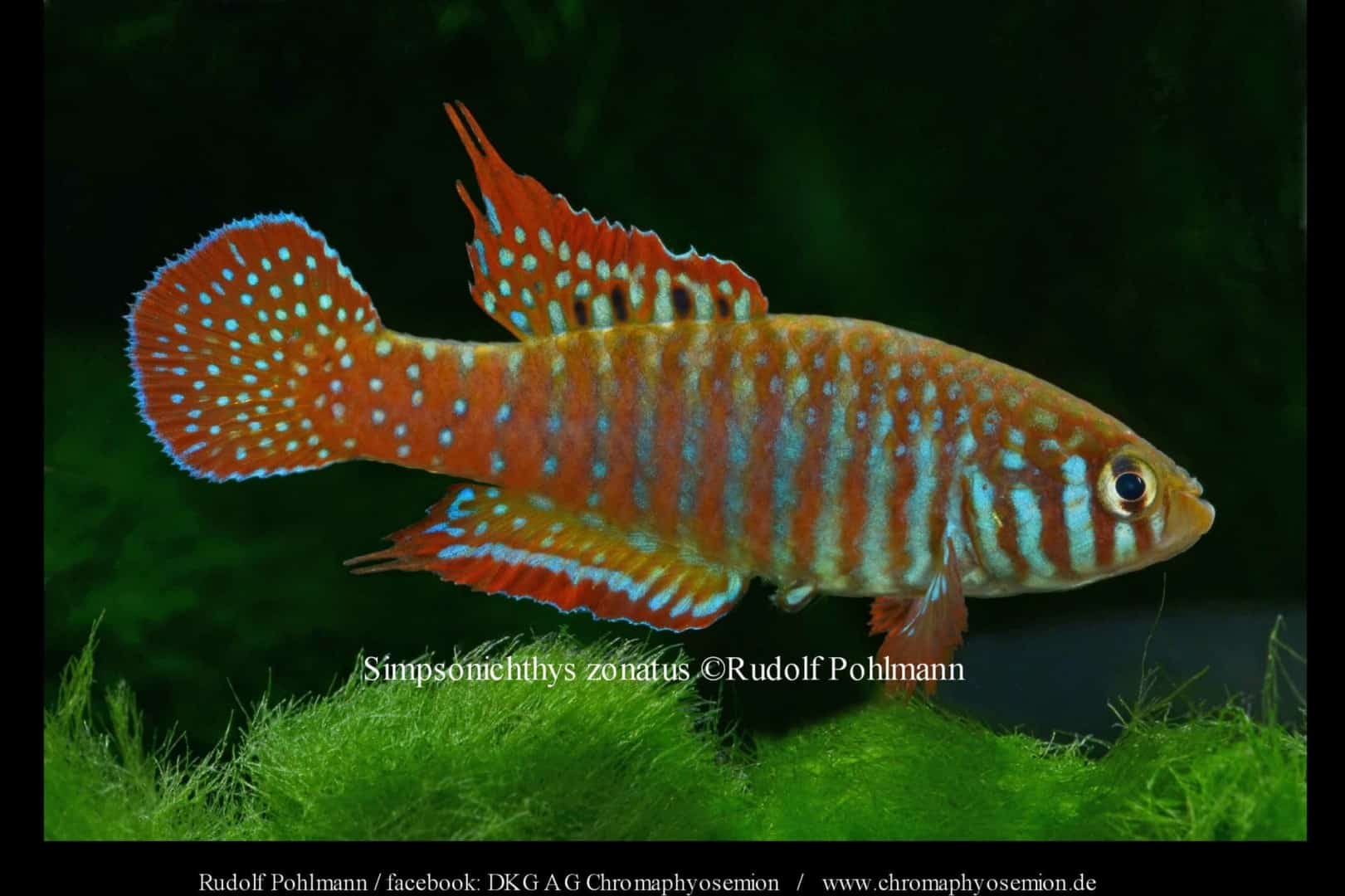 Zonatus Fächerfisch