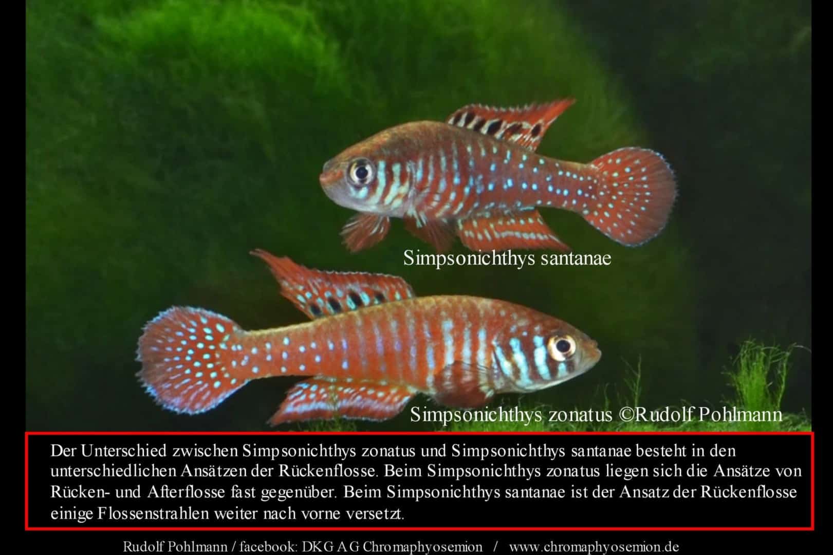 Simpsonichthys zonatus – Zonatus kleiner Fächerfisch 1