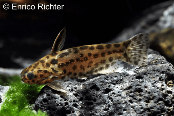 Trachelyichthys sp. „Tapajós“ - Leopard-Trugdornwels 1